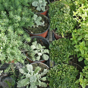 Plantes aromatiques